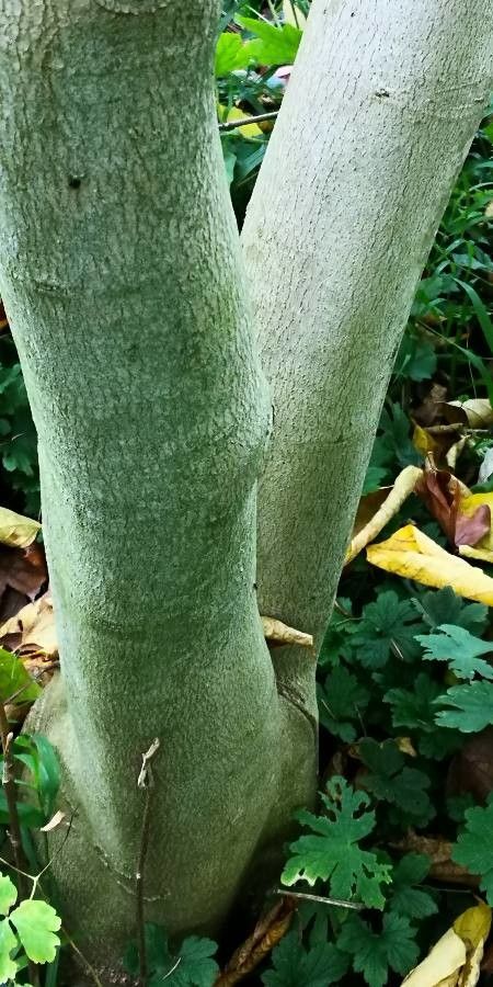 Alangium platanifolium bark