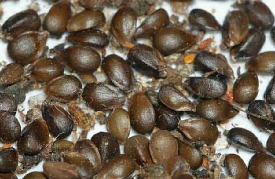 Sideritis syriaca fruit