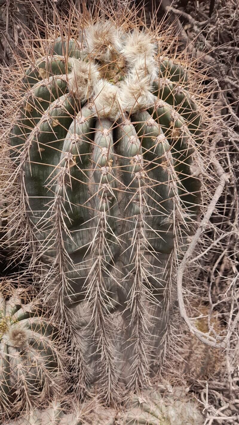 Soehrensia smrziana bark