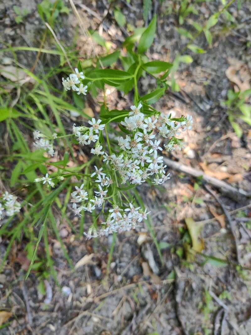 Sericocarpus asteroides flower