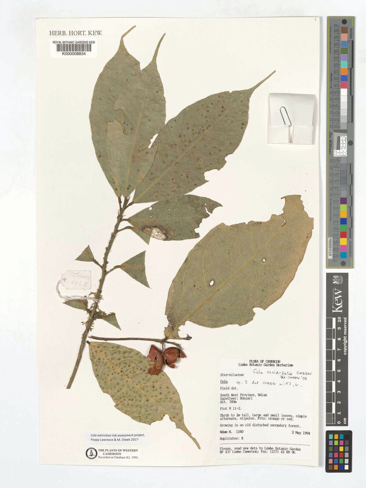 Cola cecidiifolia — houseplant care guide