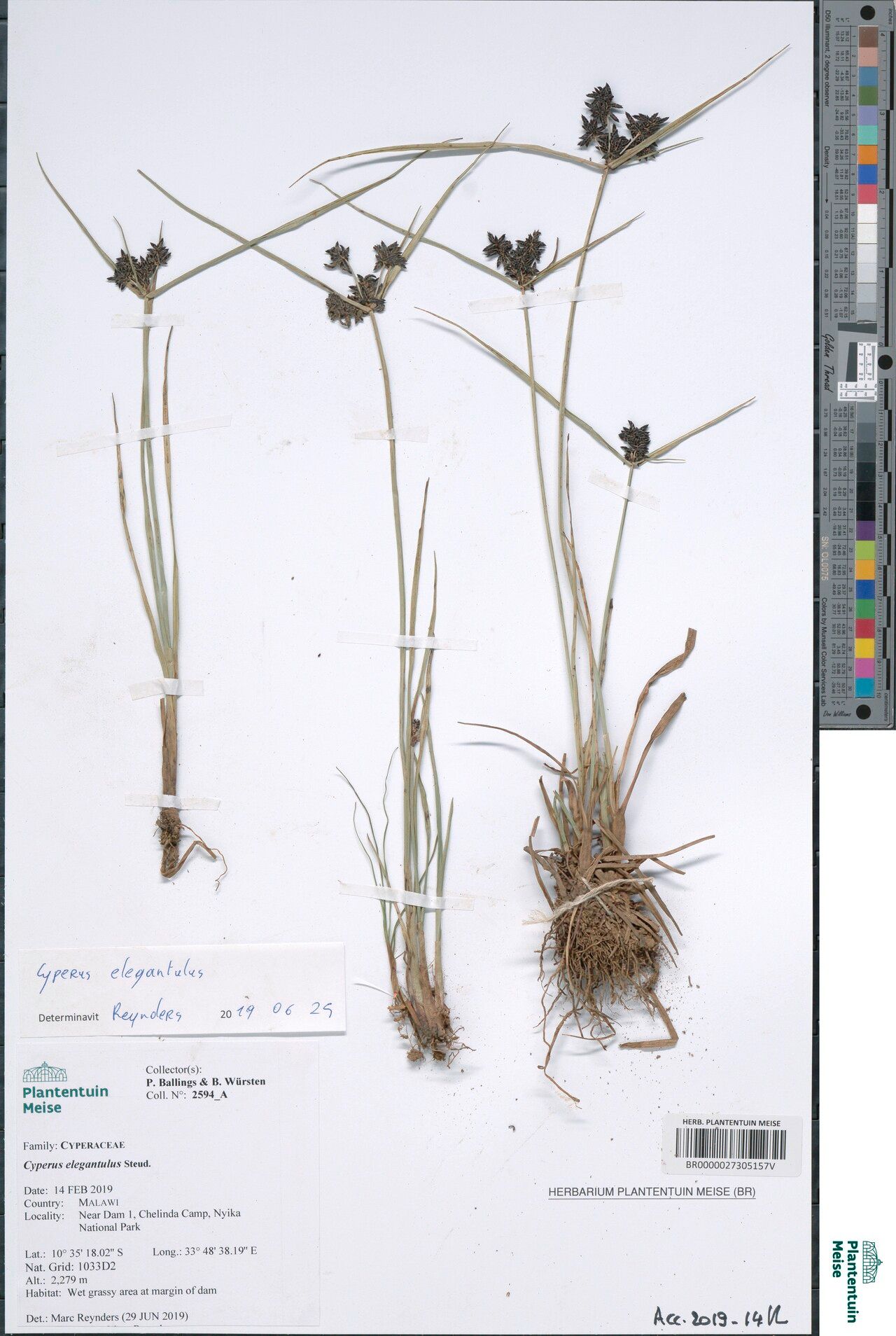 Cyperus elegantulus — houseplant care guide