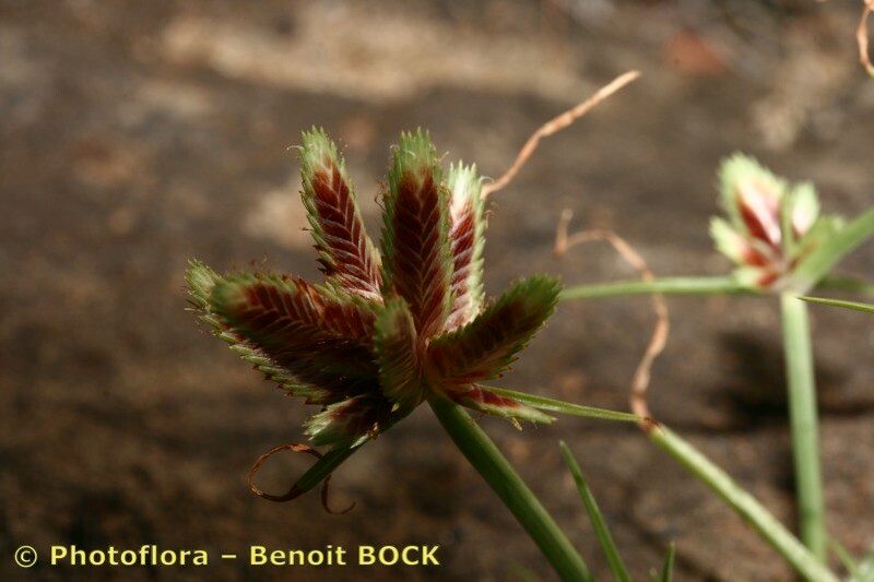 Cyperus teneriffae fruit