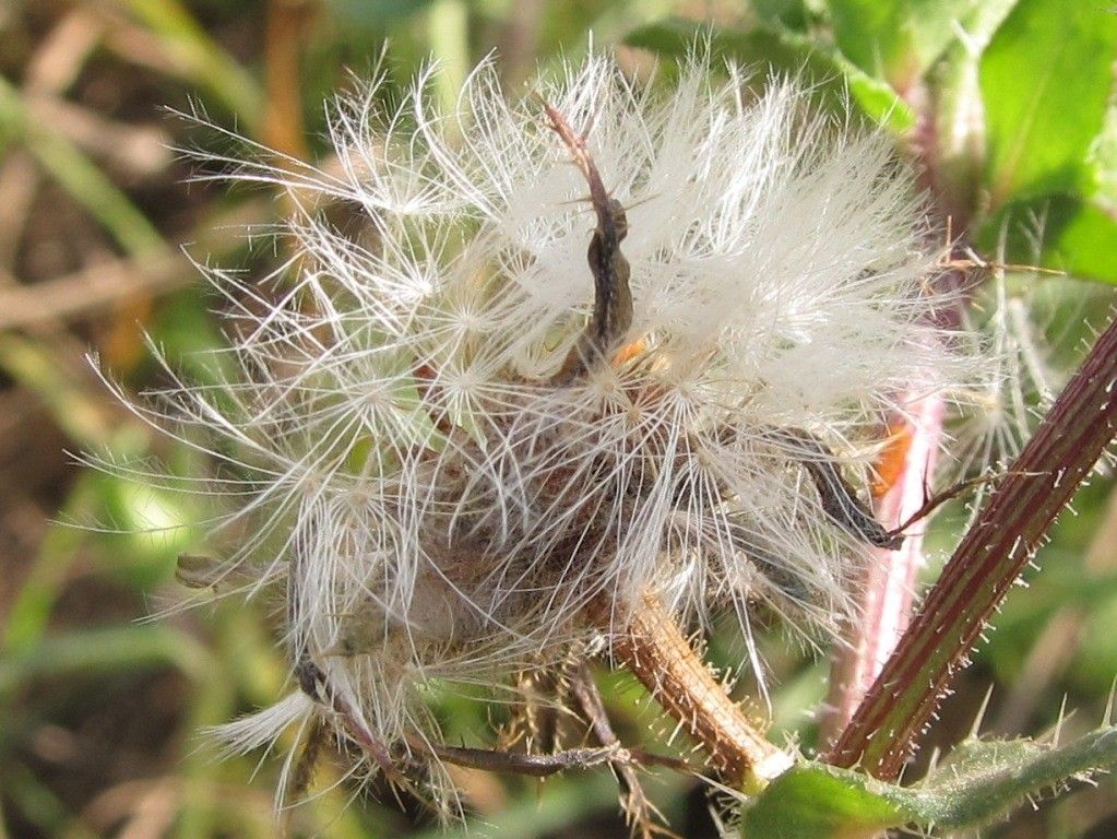 Picris echioides fruit