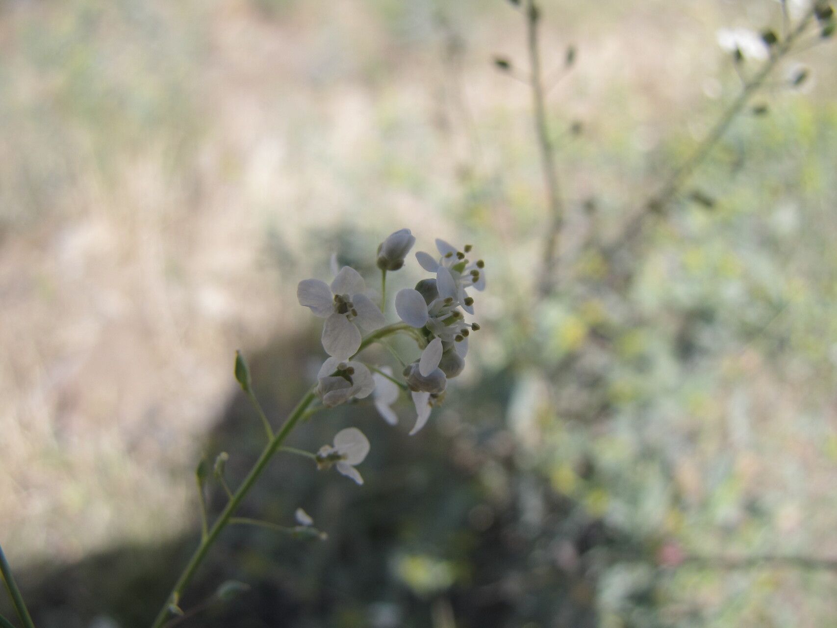 Lepidium vesicarium — search result for 'Lepidium'