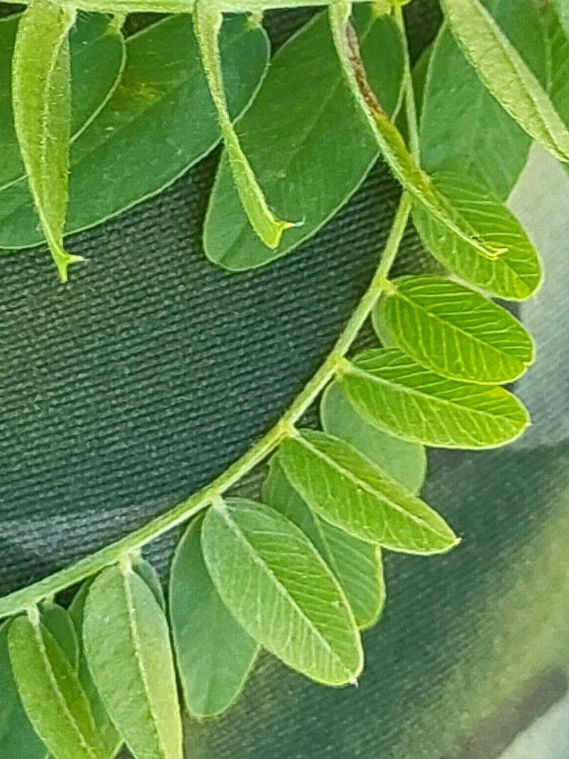 Vicia cassubica — soil improver houseplant