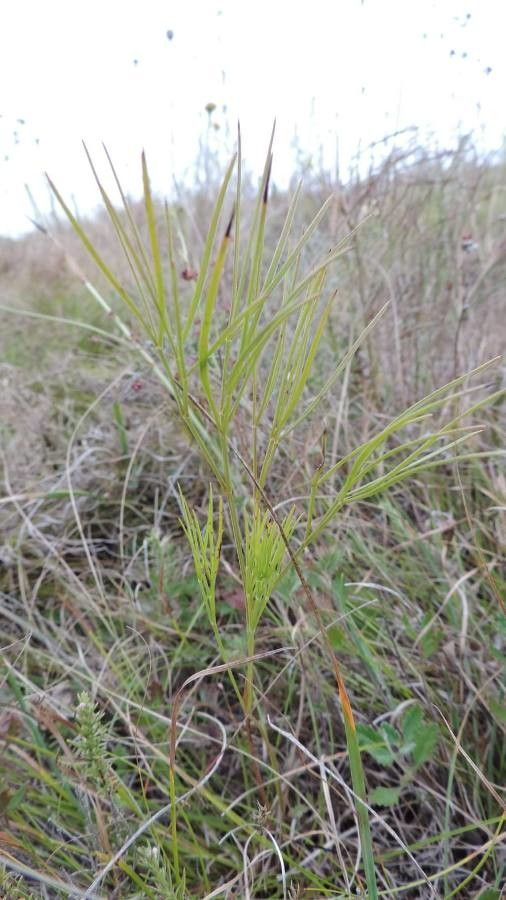 Peucedanum ruthenicum — houseplant care guide