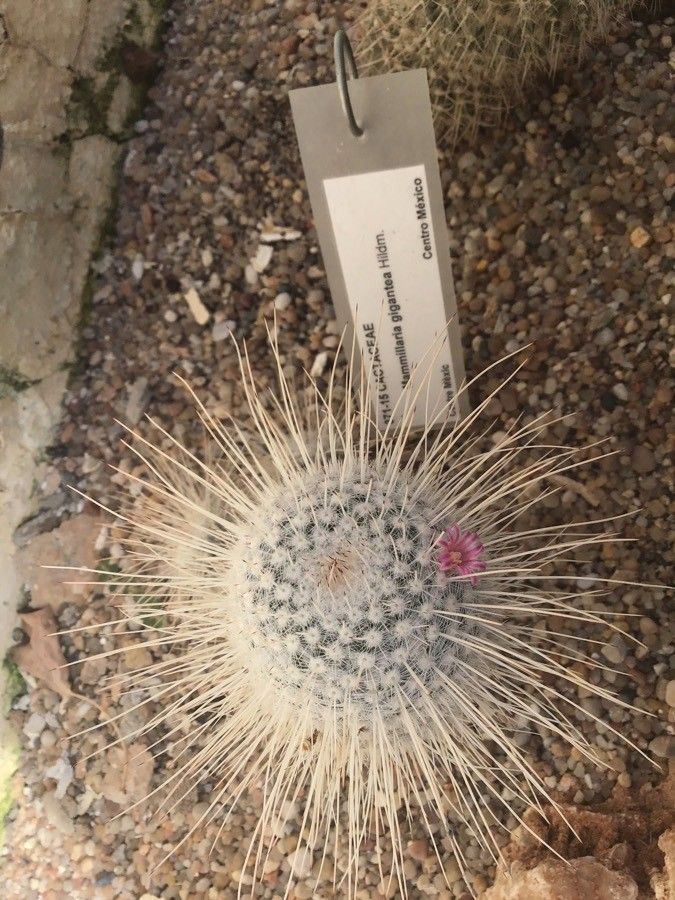 Mammillaria gigantea — search result for 'Mammillaria'