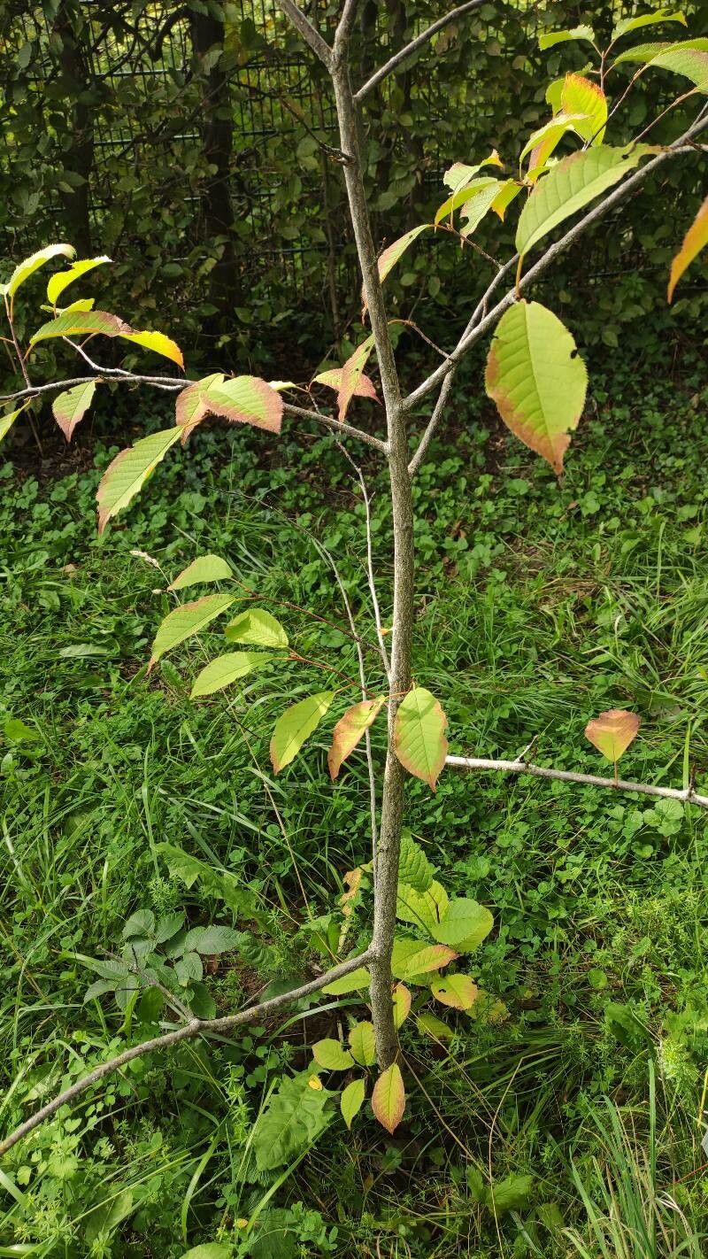 Prunus ssiori habit