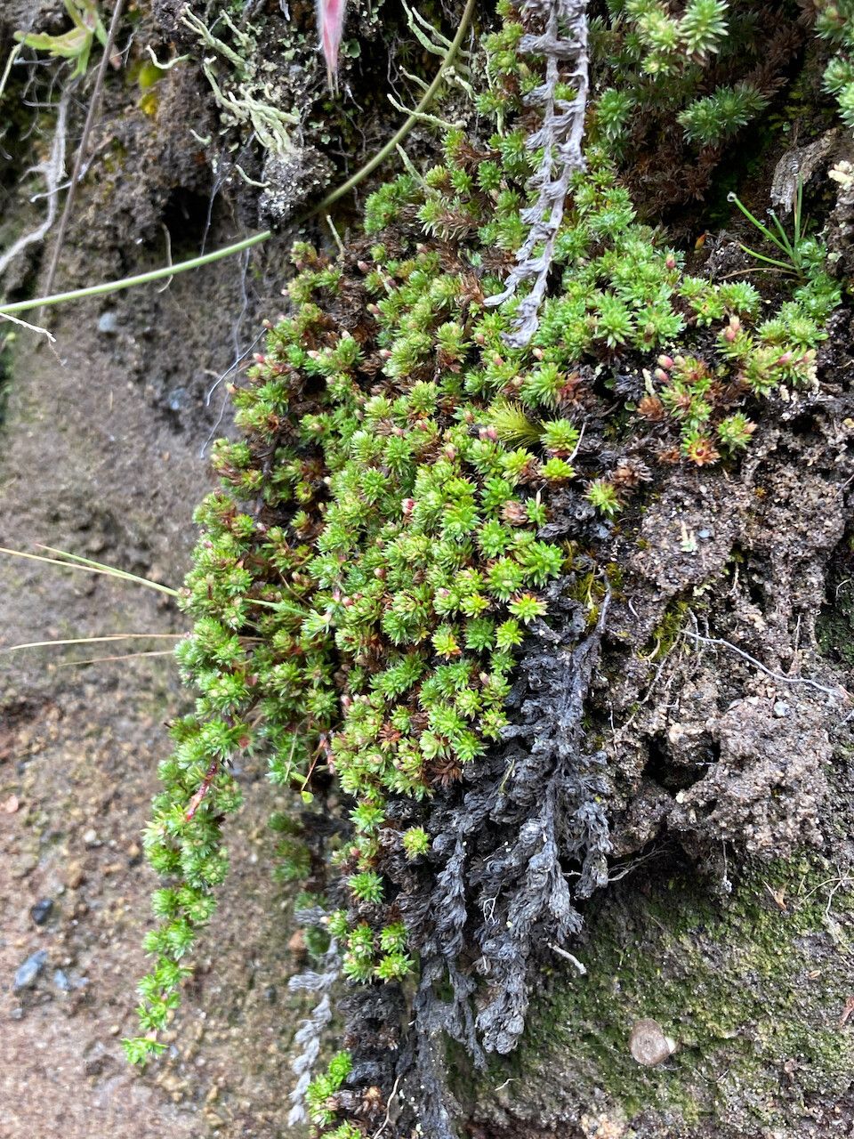 Alchemilla holosericea habit