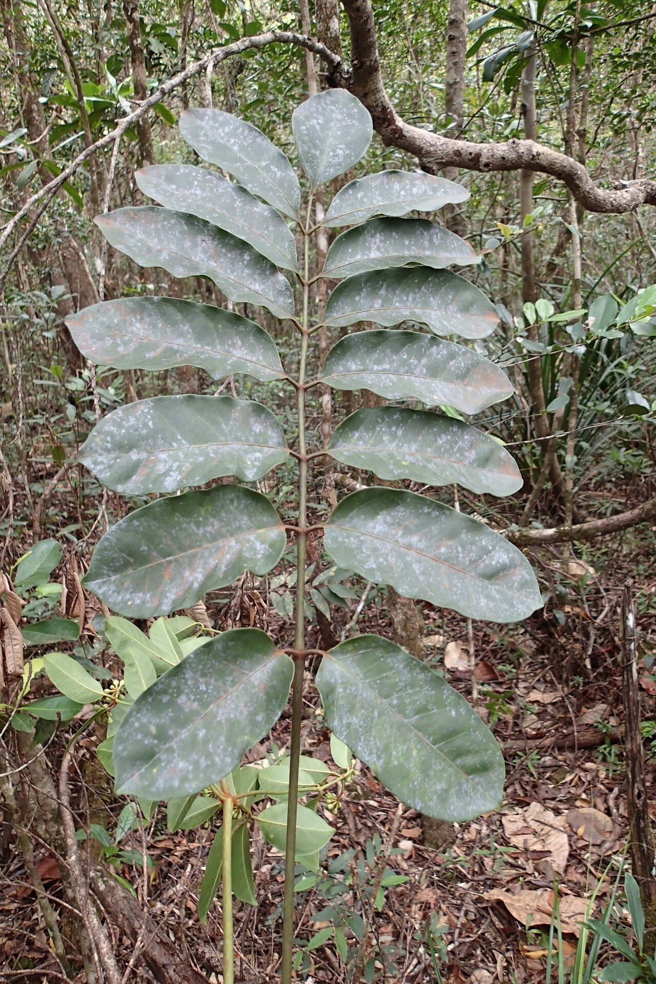 Polyscias otopyrena — search result for 'Polyscias'