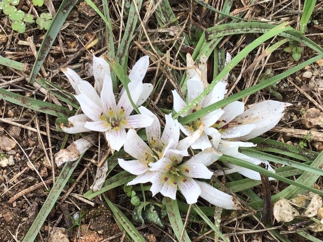 Colchicum gramineum flower