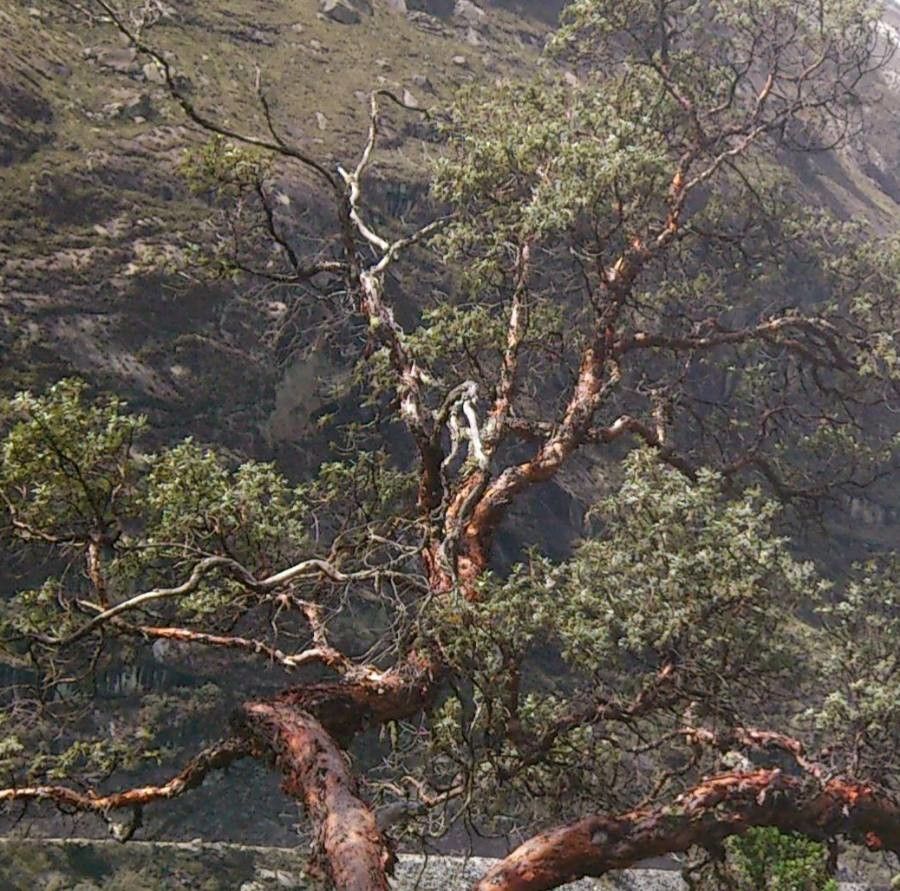Polylepis racemosa — search result for 'Peru to Bolivia'