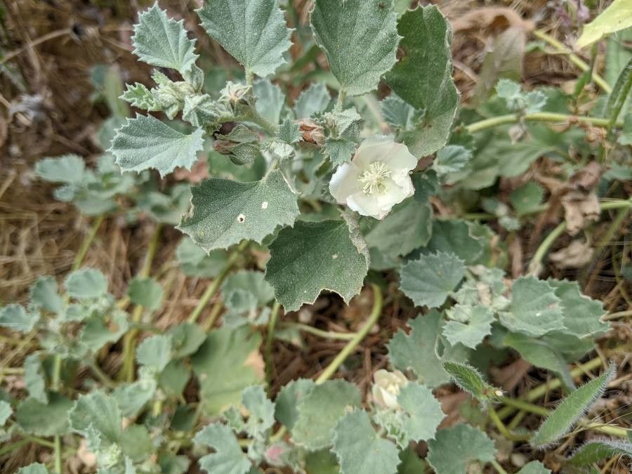 Malvella leprosa flower