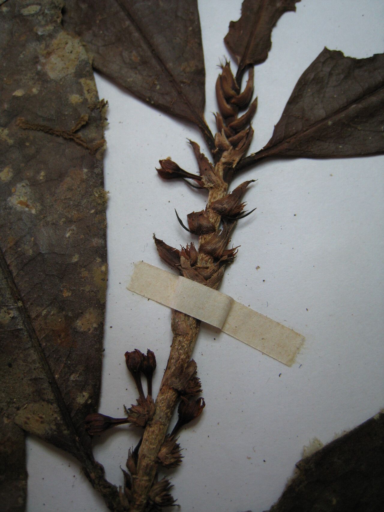 Erythroxylum macrophyllum other