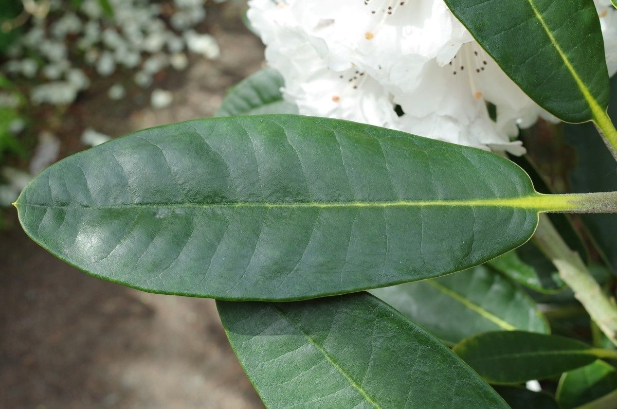 Rhododendron rex — search result for 'Myanmar'