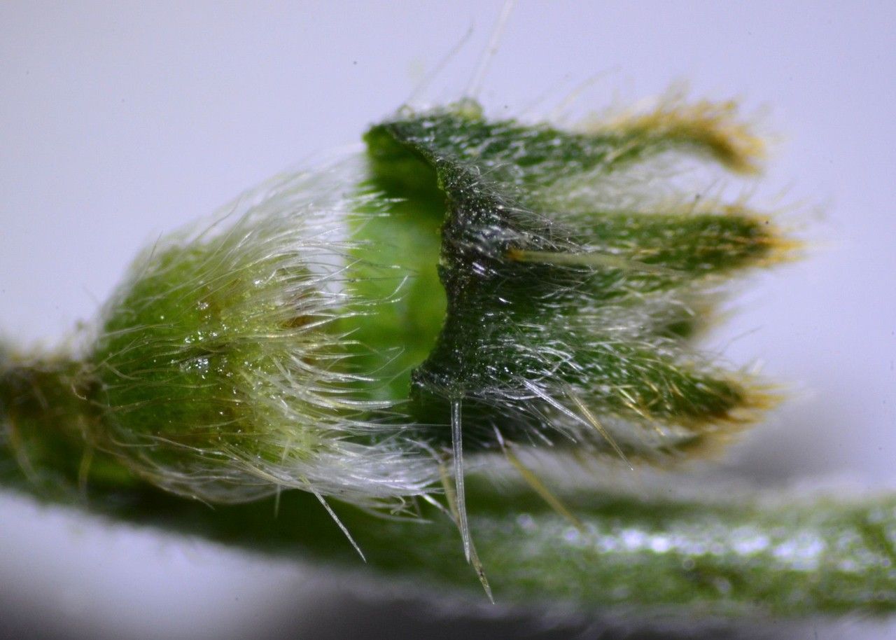 Plagiobothrys nothofulvus fruit