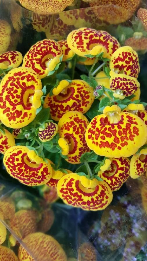 Calceolaria integrifolia flower