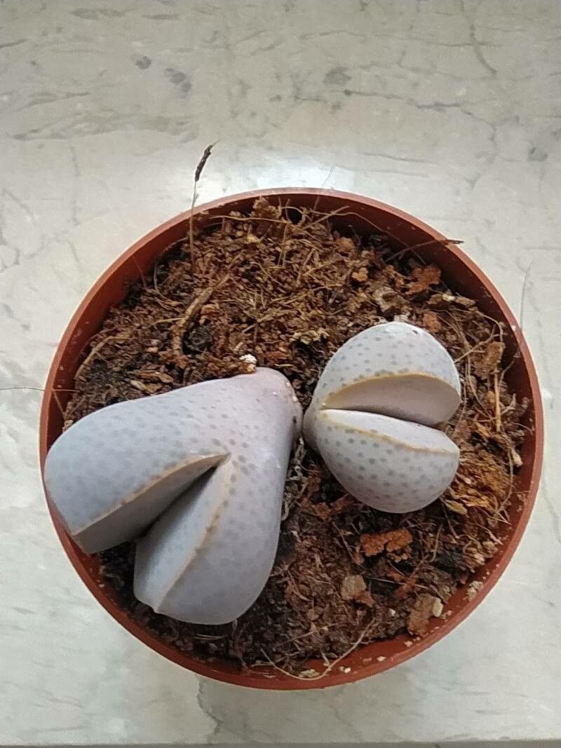 Dinteranthus wilmotianus leaf