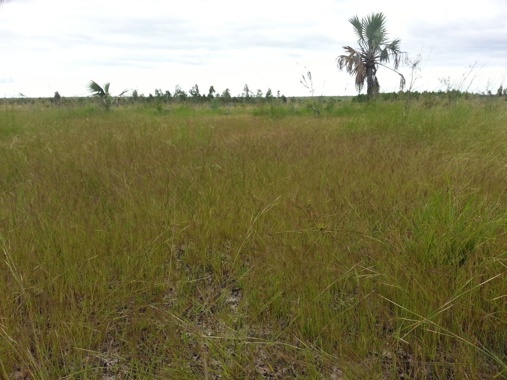 Andropogon fastigiatus habit