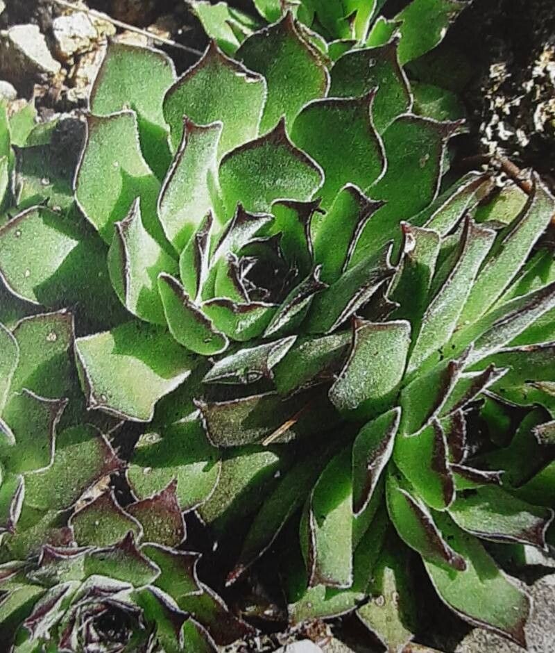 Sempervivum erythraeum — search result for 'Sempervivum'