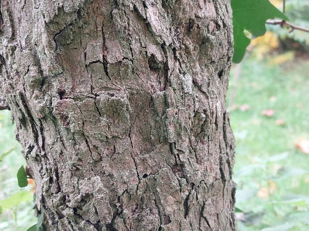 Crataegus fecunda — search result for 'Crataegus'