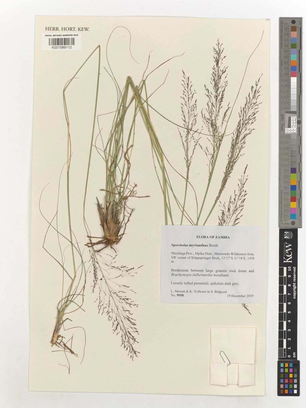 Sporobolus myrianthus — houseplant care guide