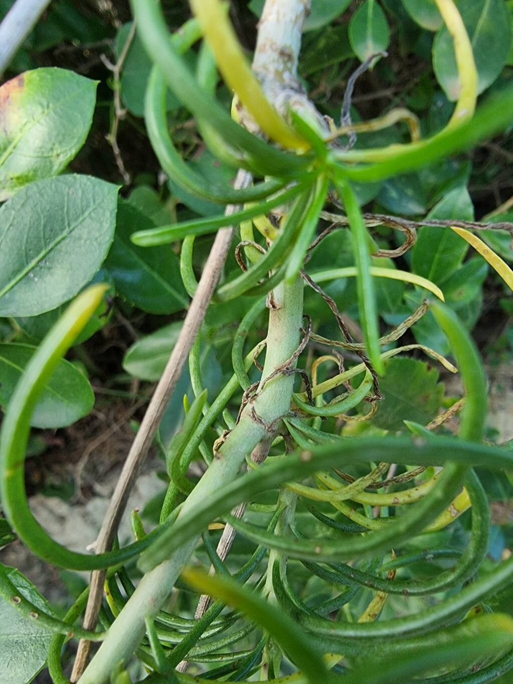 Senecio odontophyllus — houseplant care guide