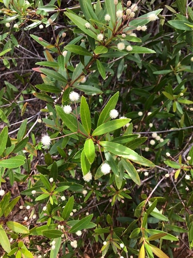 Pancheria elegans flower