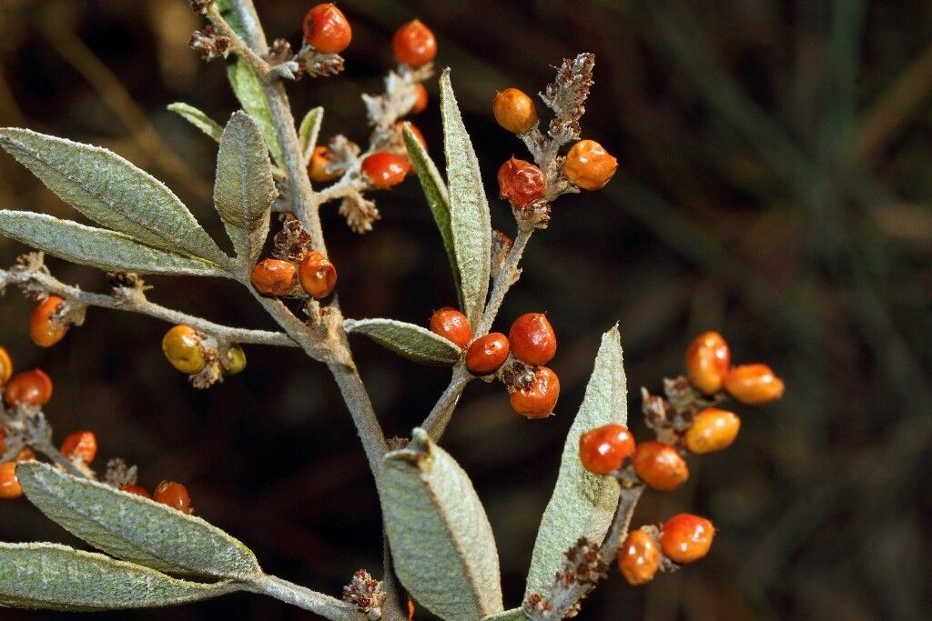 Searsia kirkii fruit