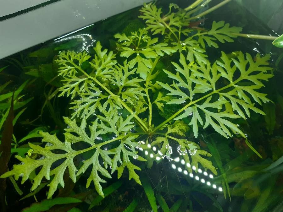 Ceratopteris richardii — search result for 'Pteridaceae'