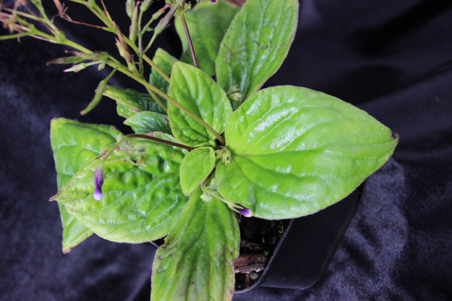 Streptocarpus variabilis habit