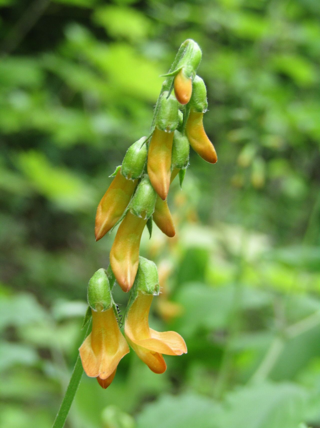 Lathyrus aureus flower