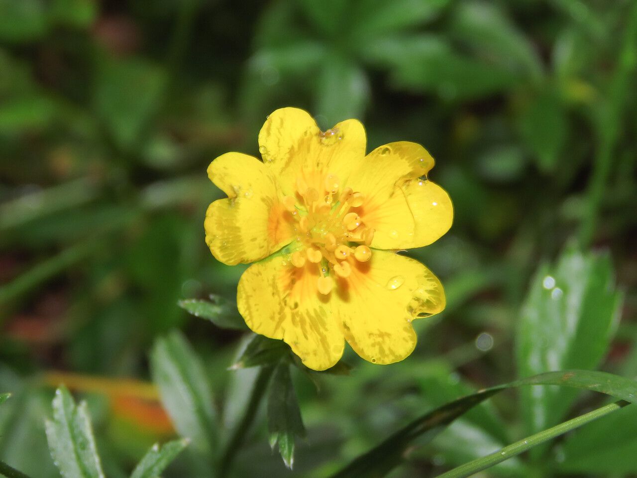 Potentilla aurea flower
