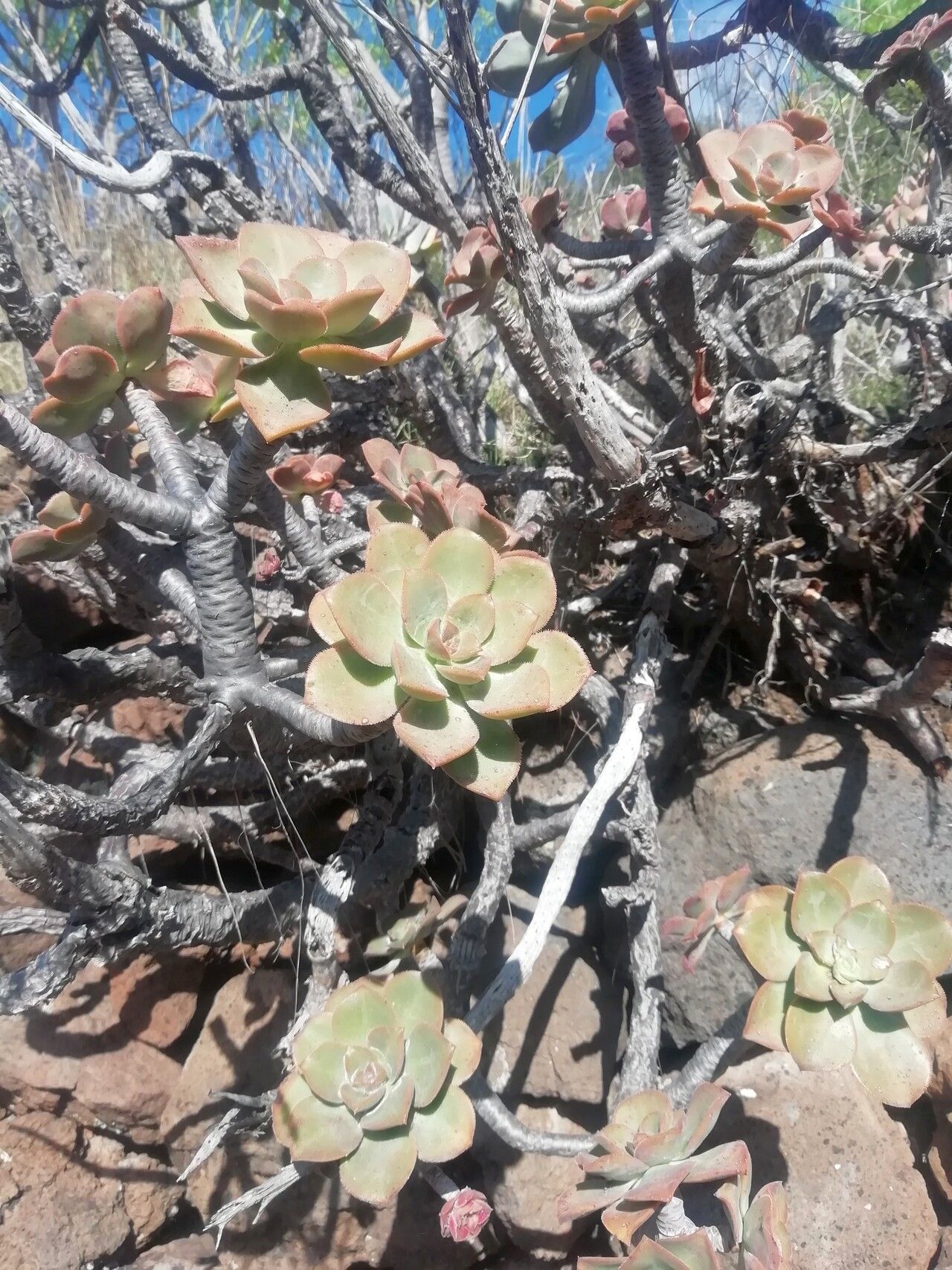 Aeonium davidbramwellii — search result for 'Aeonium'