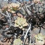 Aeonium davidbramwellii