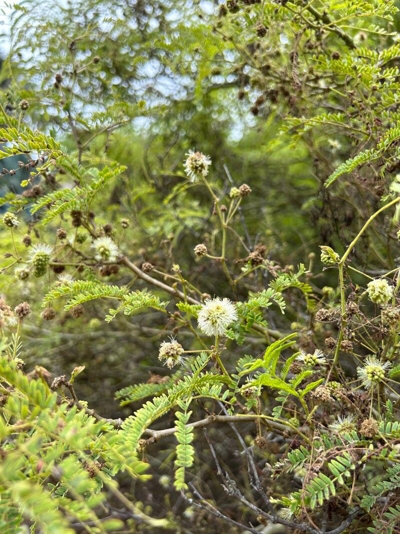 Lysiloma watsonii flower