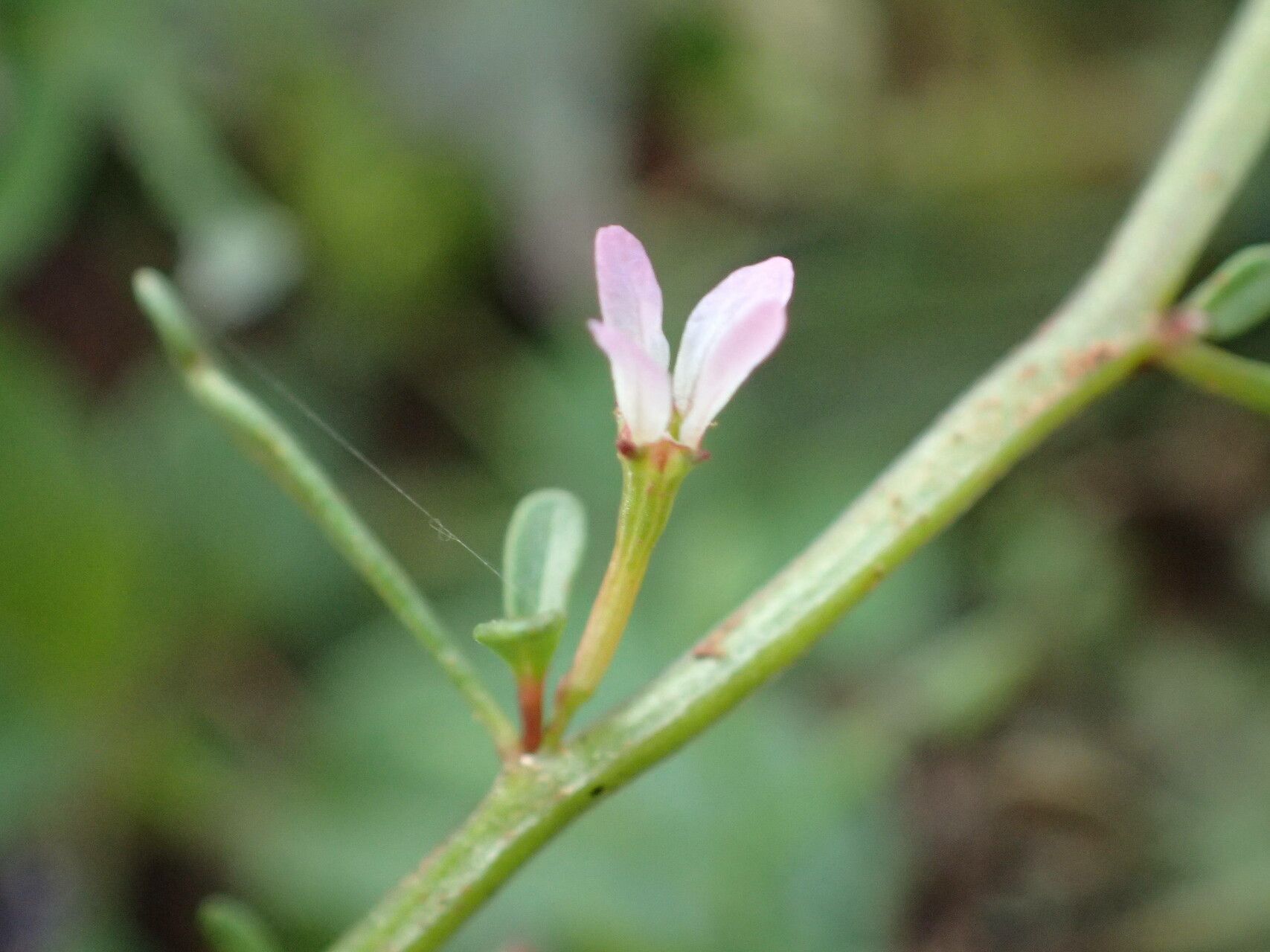 Lythrum tribracteatum flower