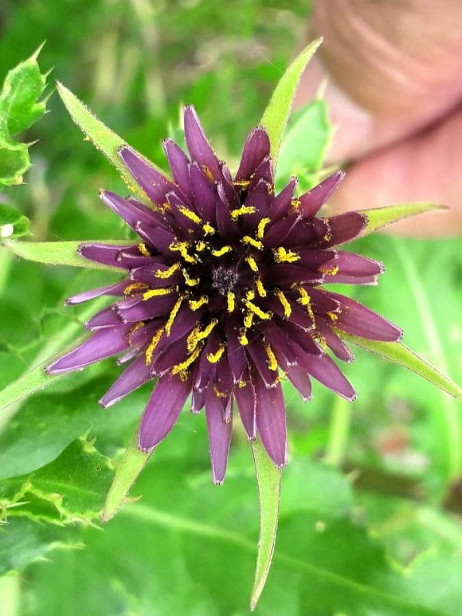 Tragopogon porrifolius flower