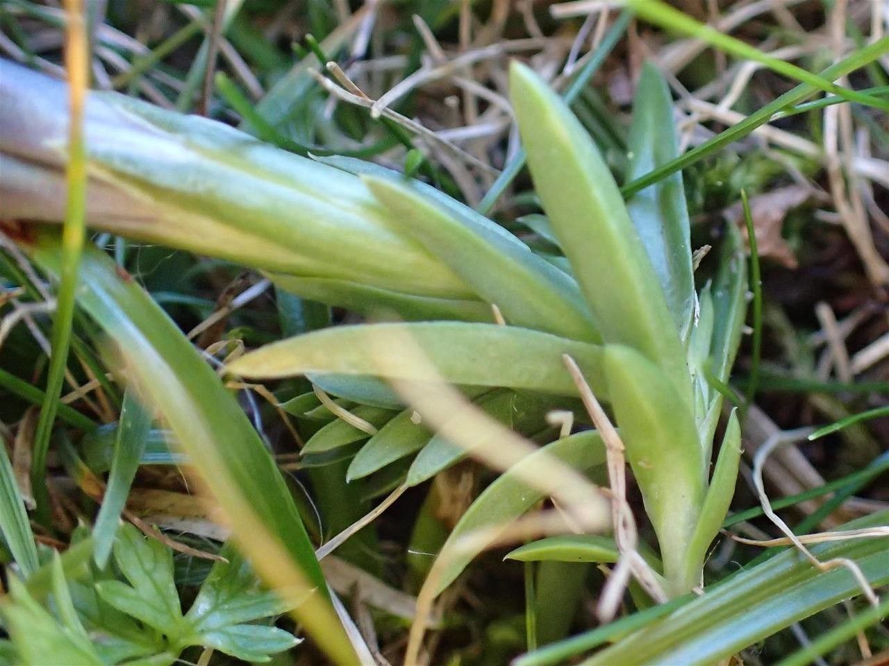 Gentiana pyrenaica — search result for 'Gentiana'