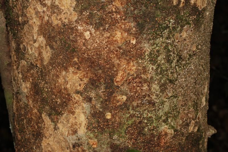 Balizia pedicellaris — related species from the same genus