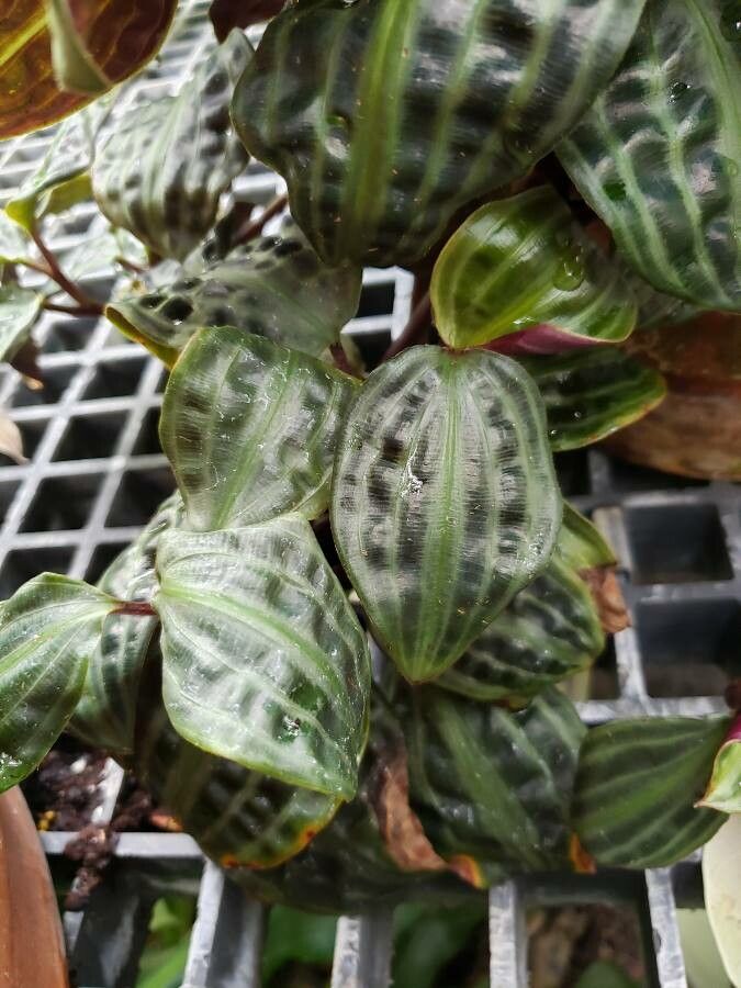 Geogenanthus poeppigii — search result for 'Commelinaceae'