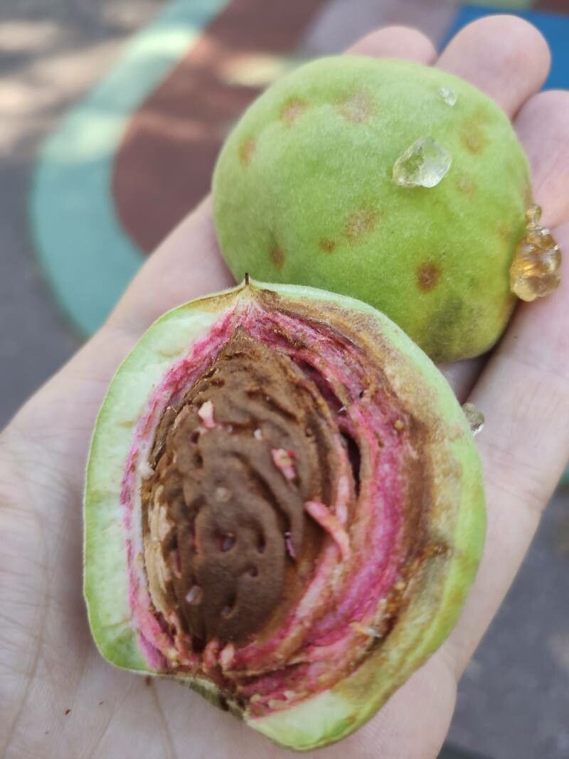 Prunus × hybrida — houseplant care guide