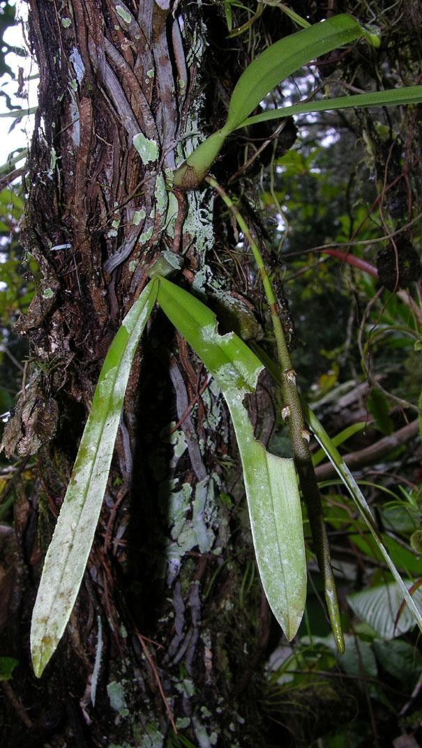Bulbophyllum pinelianum other