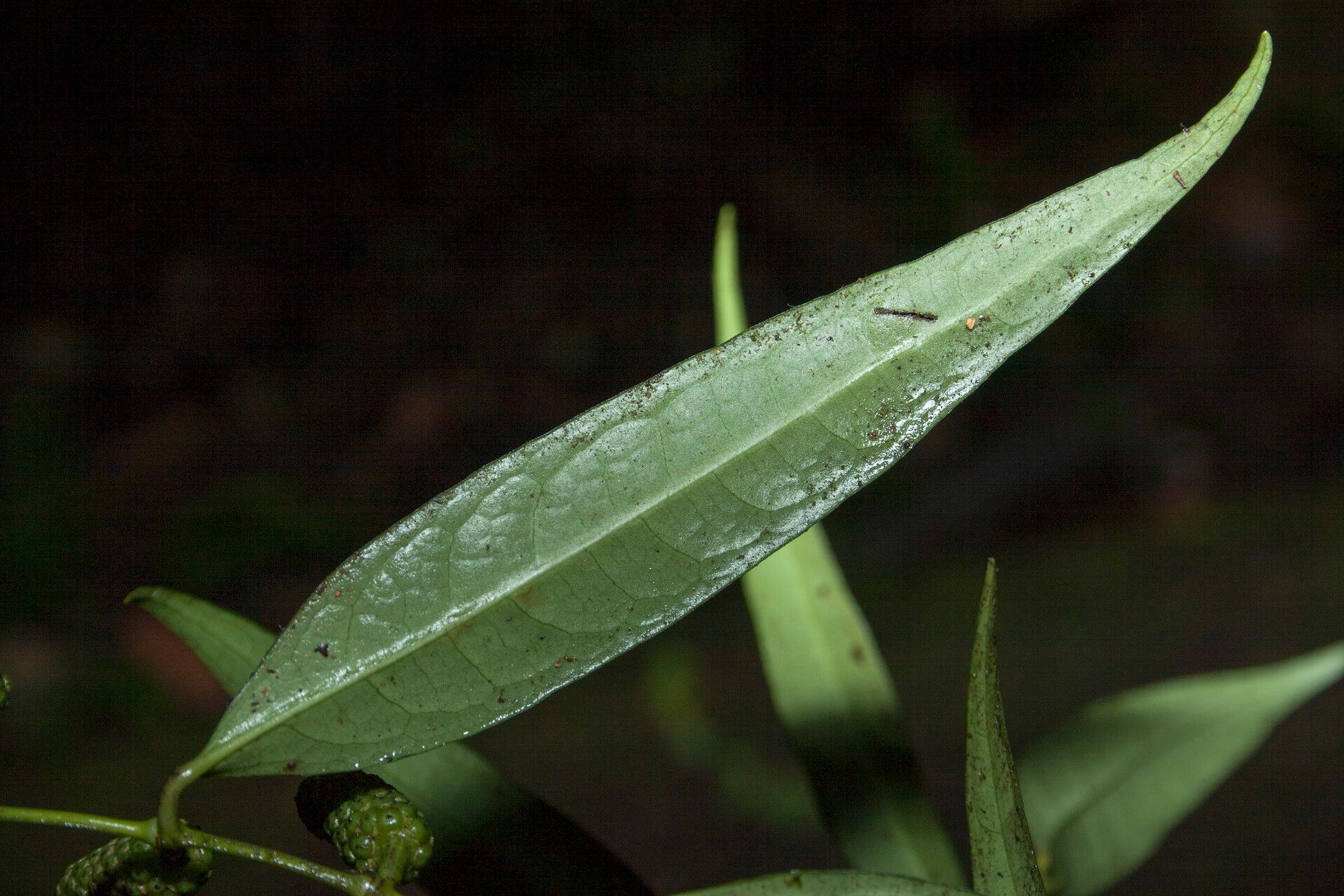 Piper eucalyptifolium — search result for 'Piper'