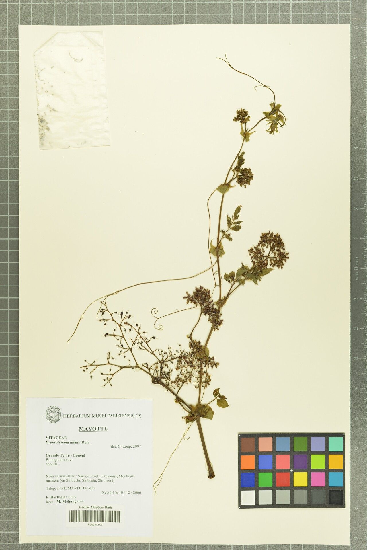 Cyphostemma labatii — houseplant care guide