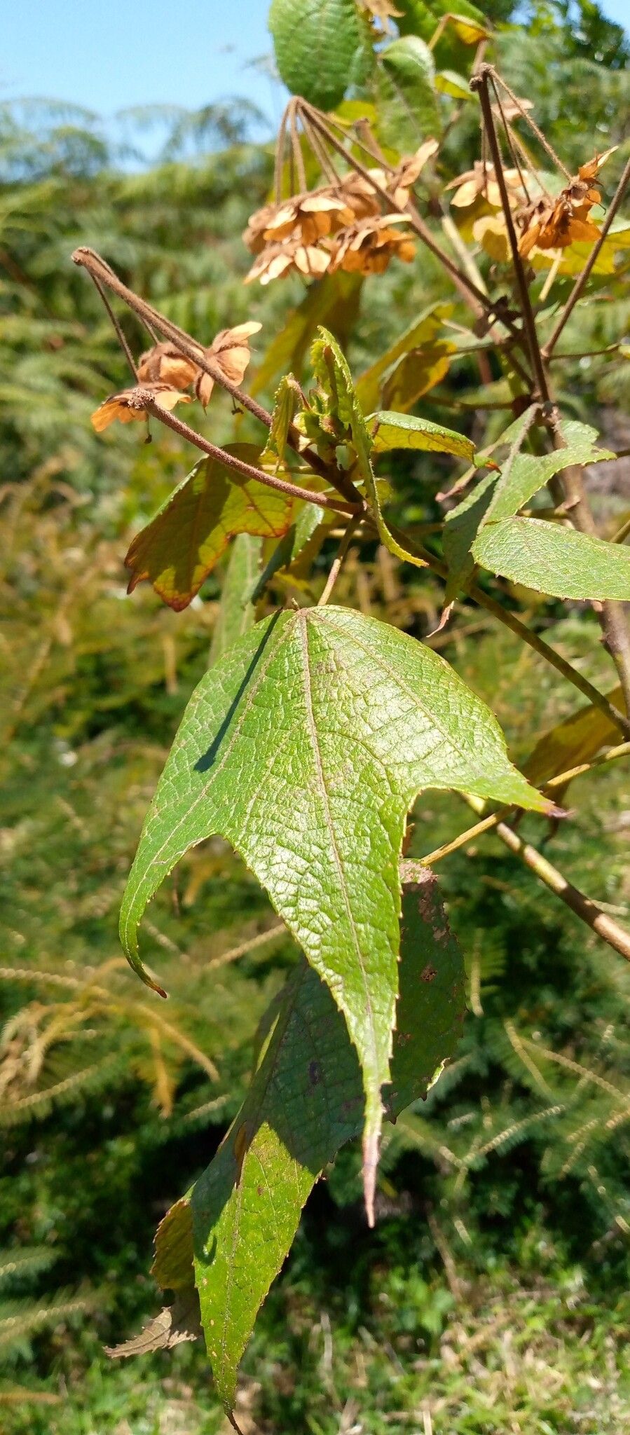 Dombeya erythroclada — houseplant care guide