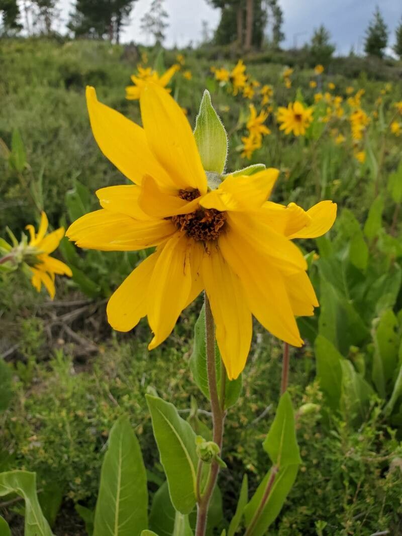 Wyethia arizonica — houseplant care guide