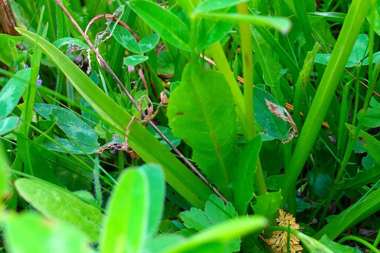 Gymnadenia Conopsea — search result for 'Orchidaceae'