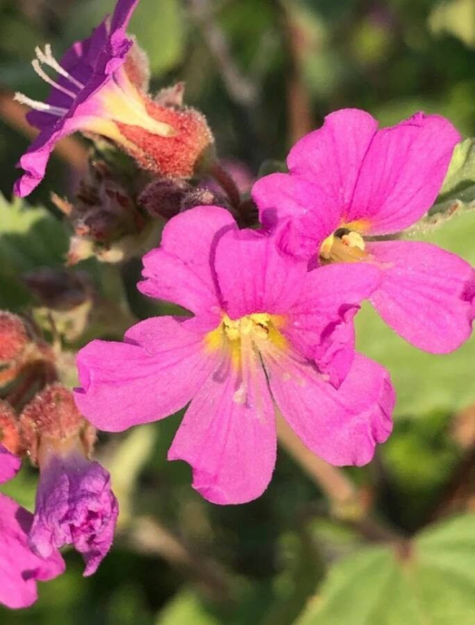 Melochia pyramidata flower